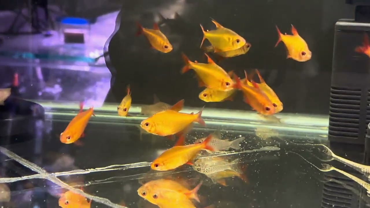 V&iacute;deo de todos os peixes da loja parte 1-1 de 4