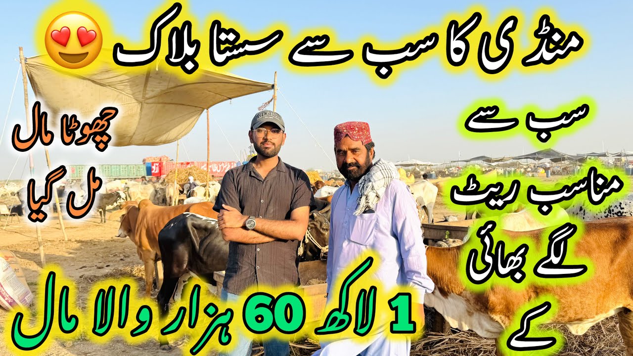 Mandi Ka Sb Se Sasta Block 😍 | Northern Bypass Mandi | Cow Mandi 2026