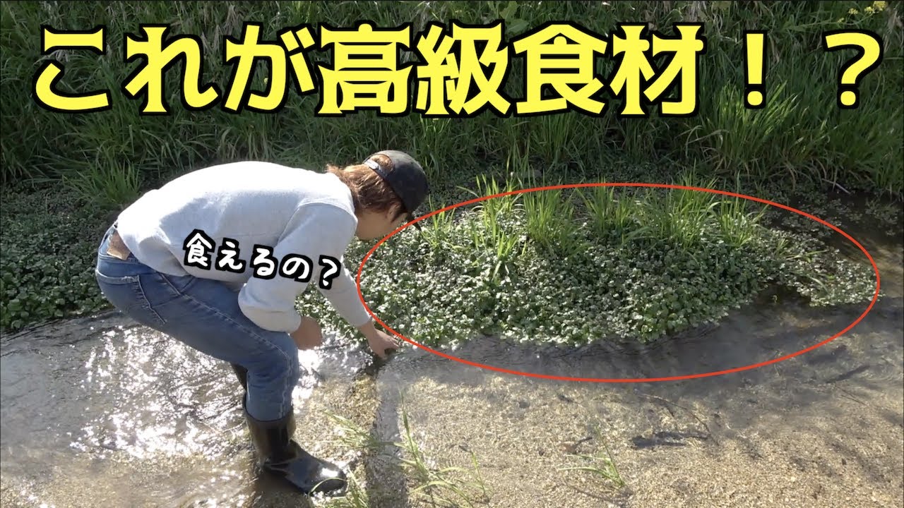 用水路に生えている草を食べる！！