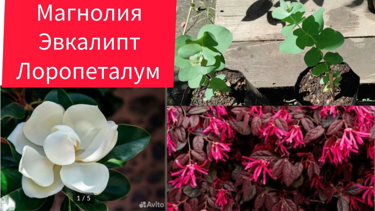 Обзор 📽️Магнолия Грандифлора. Эвкалипт серебристый. Лоропеталум красный. Витекс или Авраамого дерево