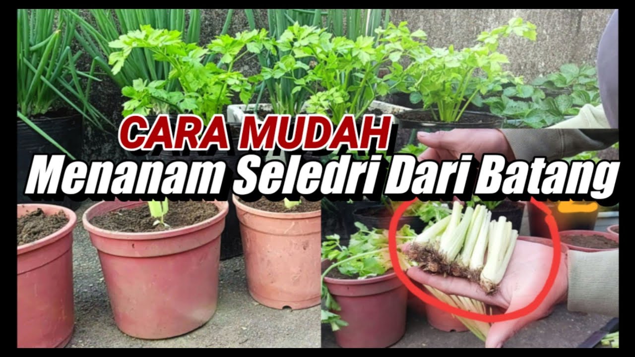 Cara Menanam Seledri Dari Batang 40 Hari Siap Panen
