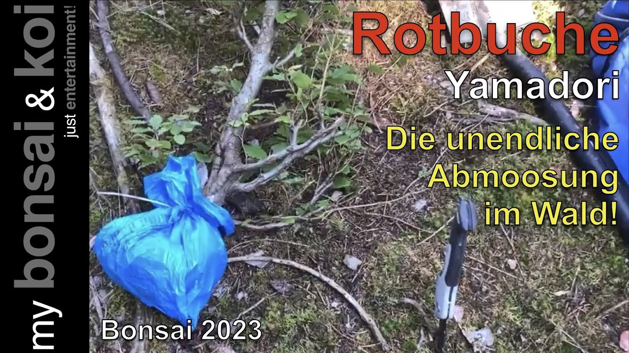 Bonsai 2023-57 - Rotbuche - Fagus sylvatica - die fast unendliche Abmoosung im Wald