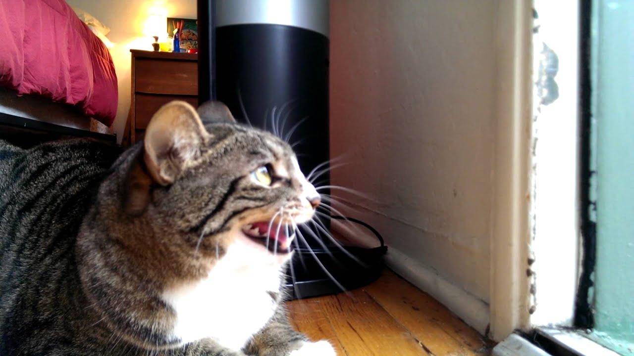Cat and Crow talk trash to each other