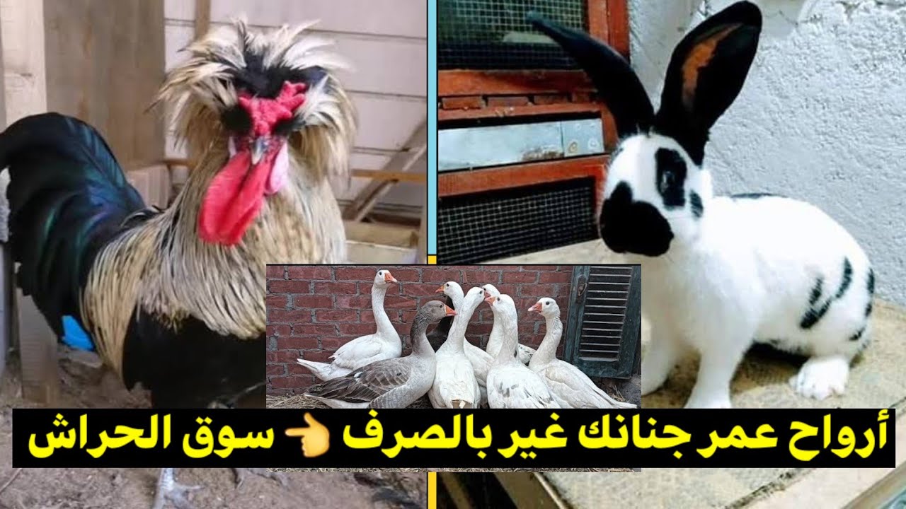 سوق الحراش : فيديو خاص بالدجاج الزينة و الوز و البط و الحمام و الأرانب إلخ .. كلشي موجود هنا مرحبا !