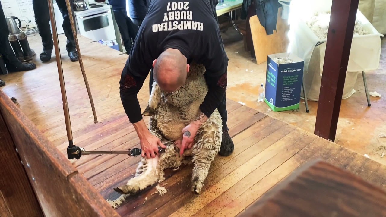 NZ Sheep shearing, Fine Wool , Merinos