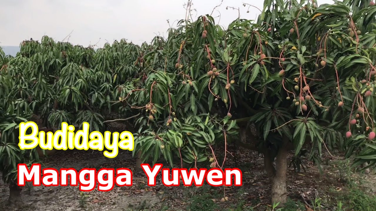 Cara budidaya mangga yuwen