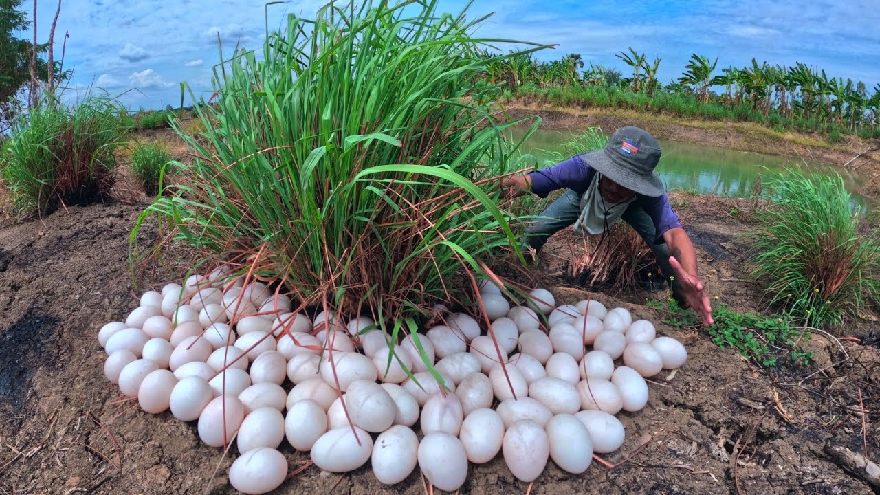wow unique video!  pick duck eggs in rice the field by hand Farmer amazing