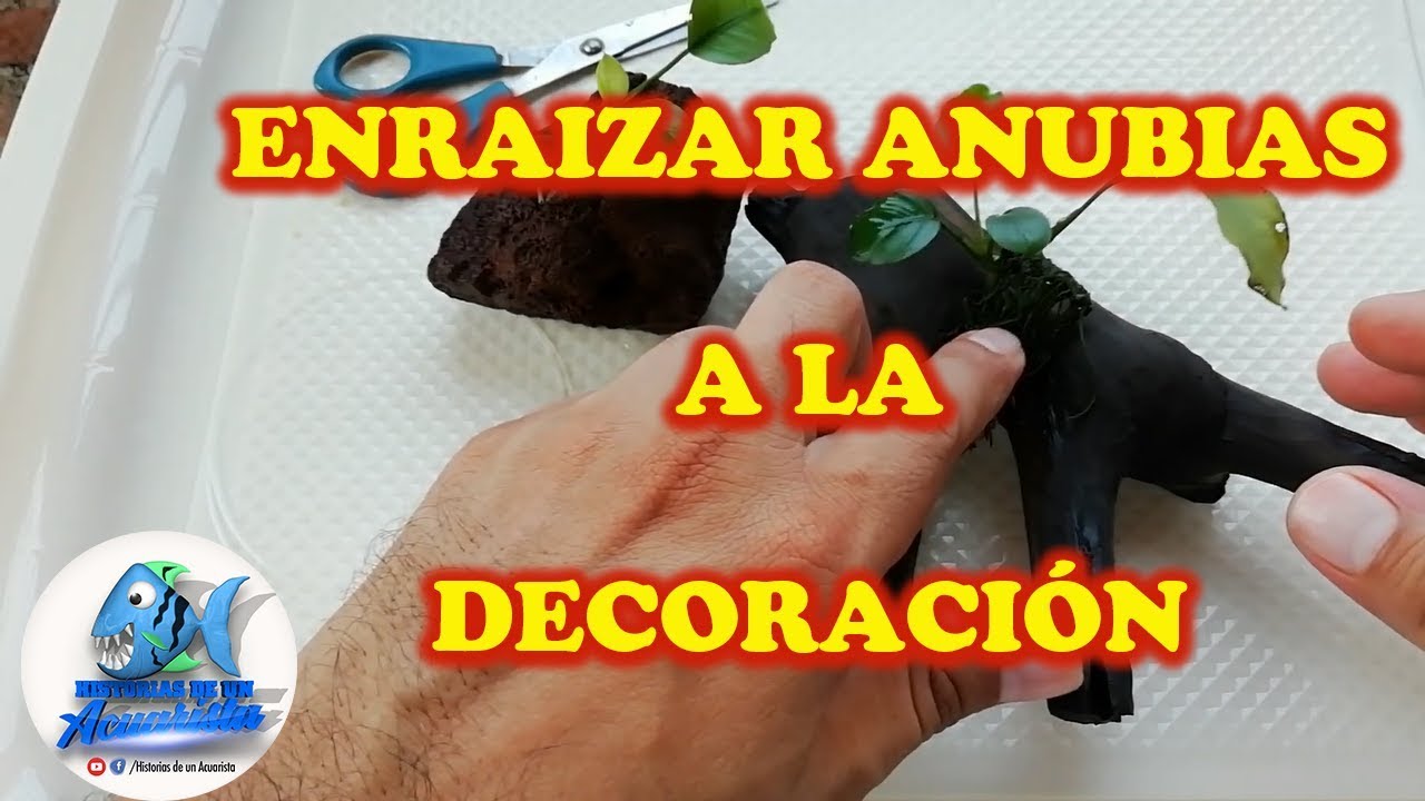 Enraizar Anubias a troncos o piedras