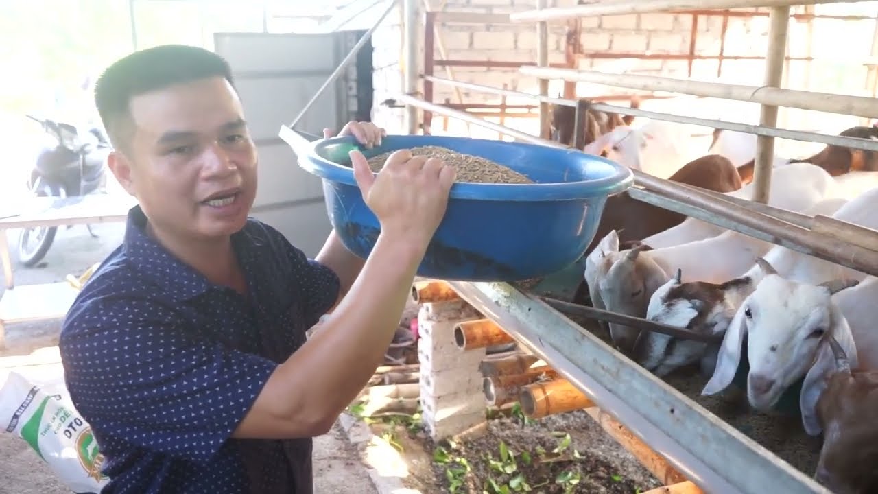 HÀ NAM | ANH NÔNG DÂN KIẾM 50TR/THÁNG VỚI NGHỀ NUÔI DÊ VỖ BÉO