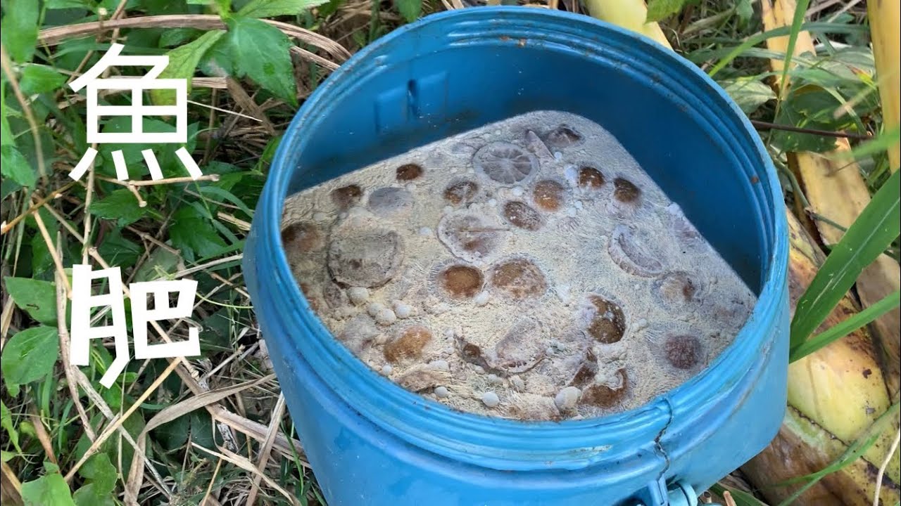 魚肥：含氮燐鉀鈣肥製作～魚內臓液態肥～撿垃圾變黑金