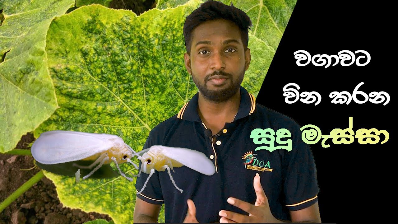 අස්වැන්න අඩු කරන සුදු මැස්සා [ White fly]
