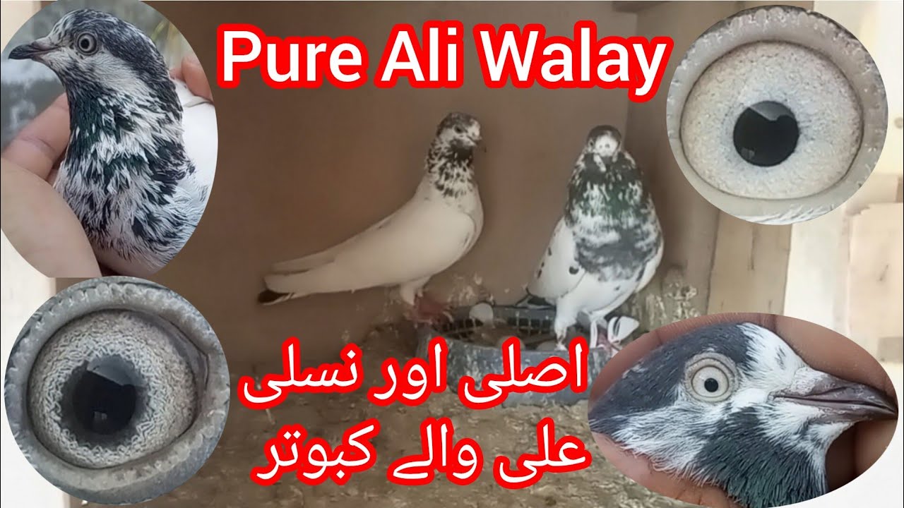 Es se achy Ali Waly kabutar na dkhy houn gy||joda lgany ka tariqa @nadeemahmadali2954 