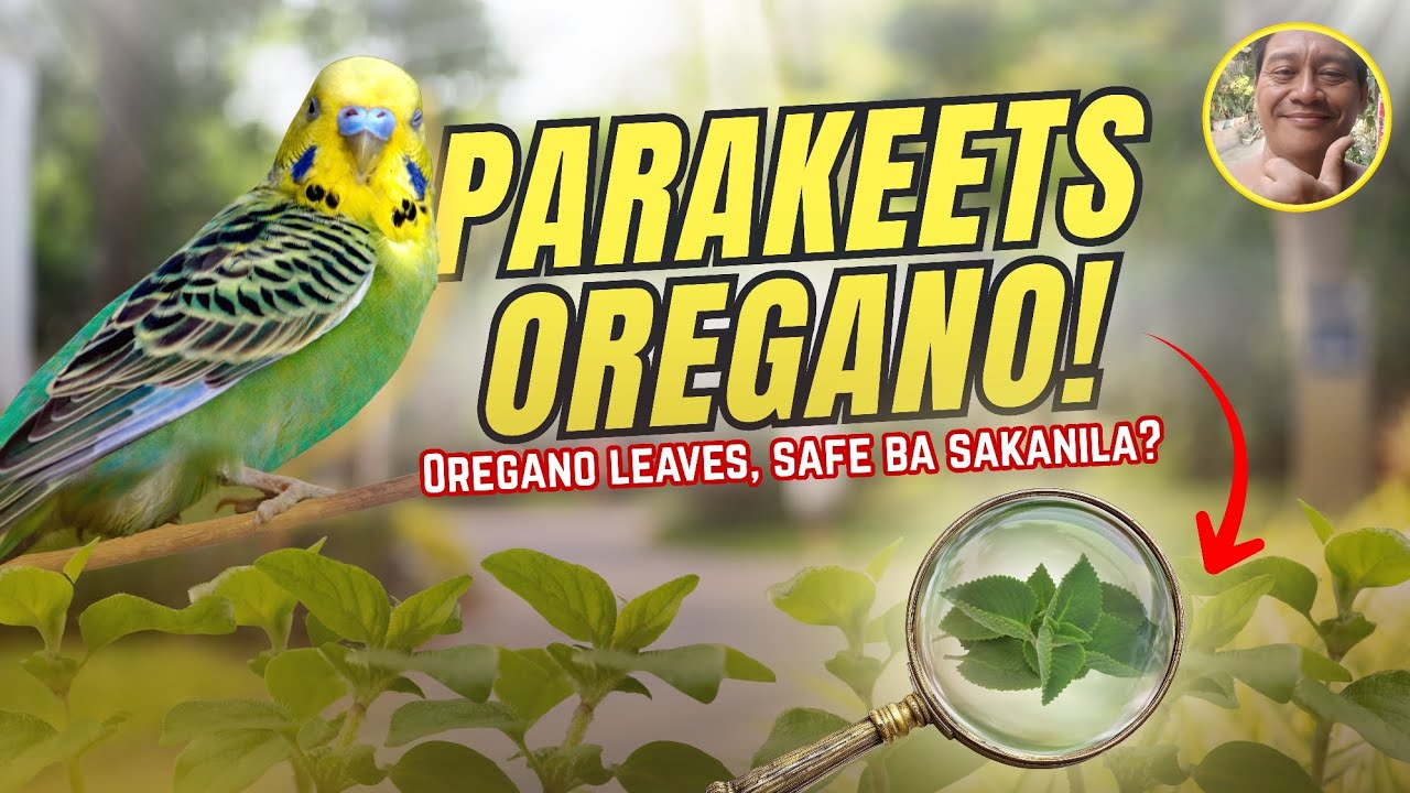 OREGANO LEAVES, SAFE BA SA KANILA 😱