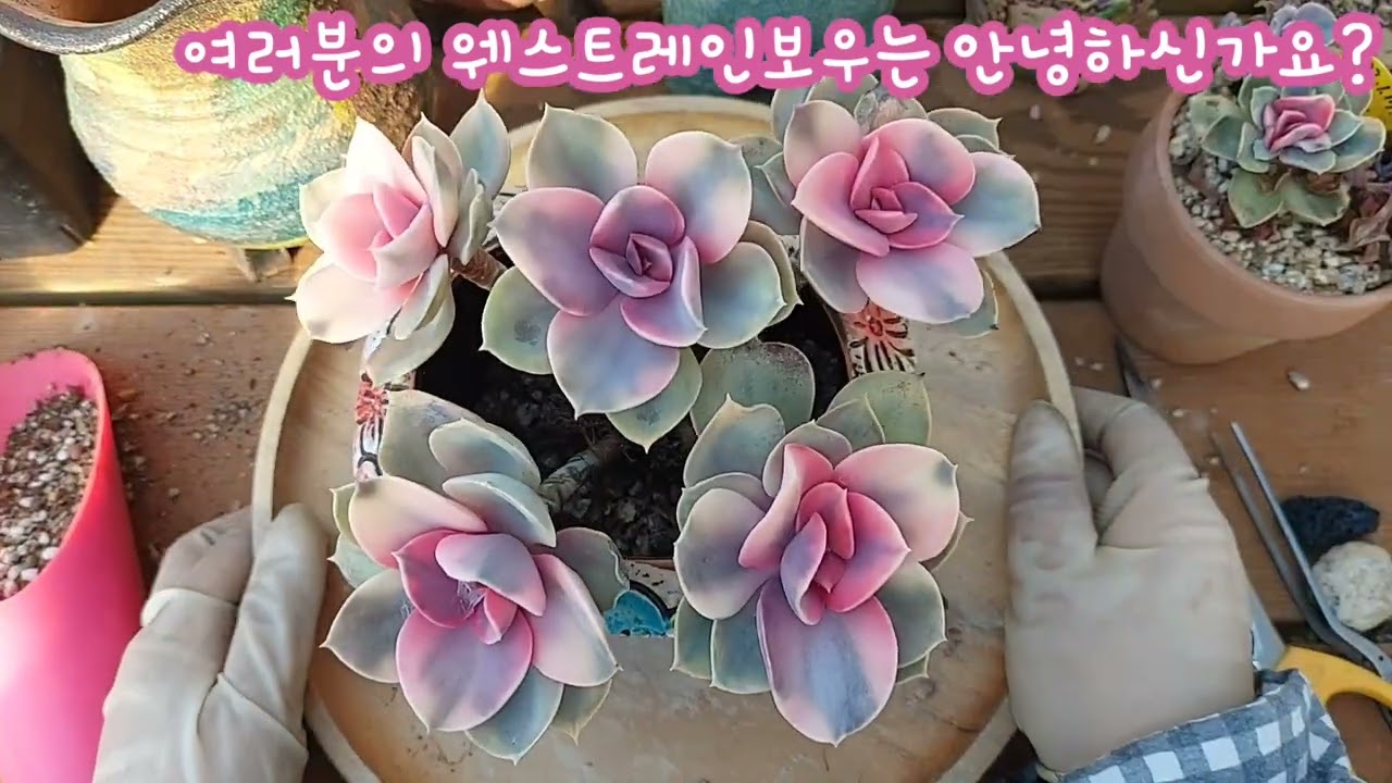 여러분의 웨스트레인보우는 안녕하신가요? 5두군생 웨스트레인보우! 분갈이해요😁