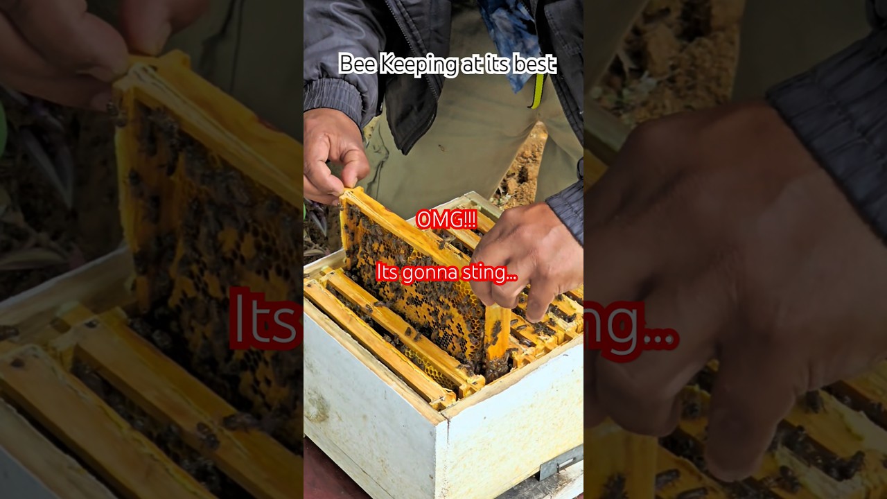 Hive Life: Where Nature and Nurture Meet! 