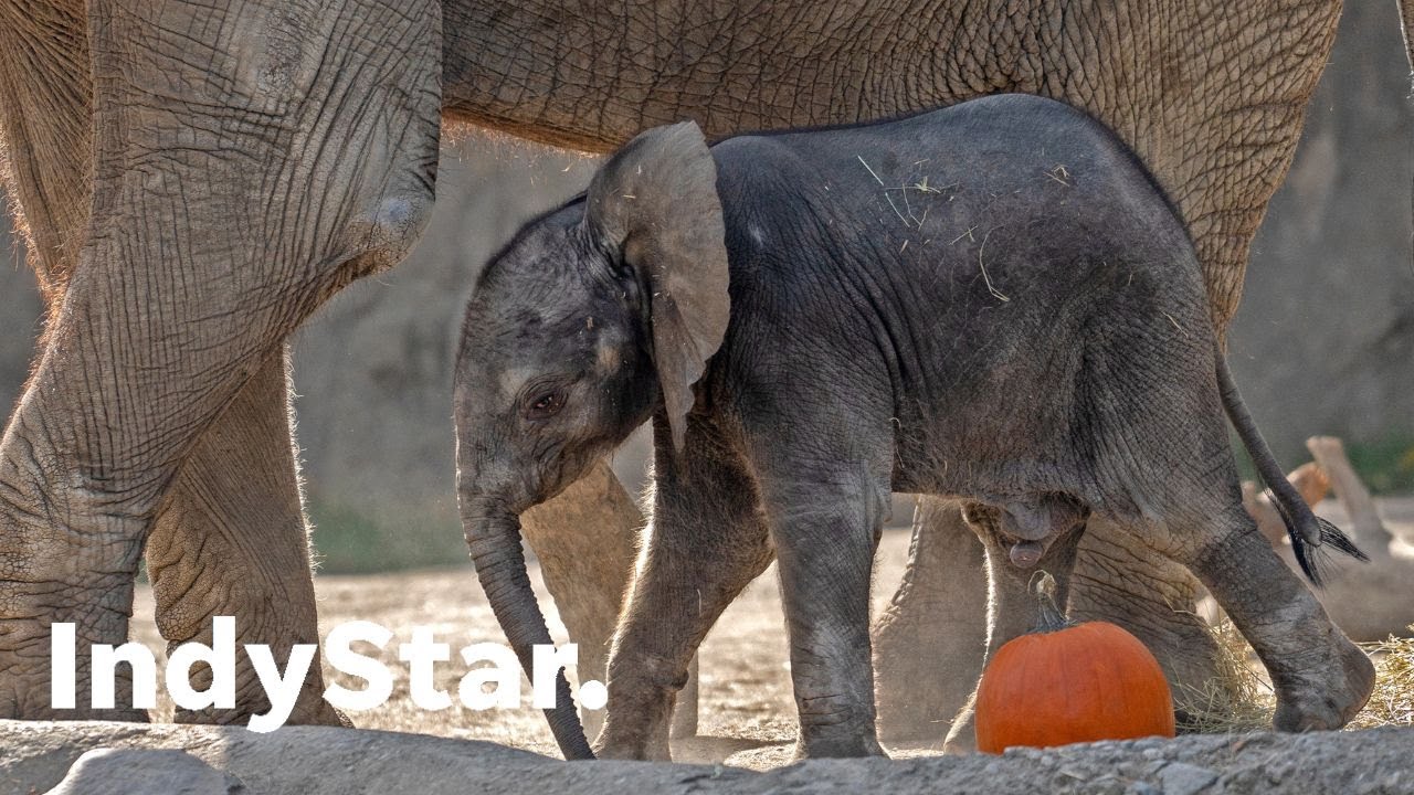 Meet the Indianapolis Zoo's Baby Elephant, Jabari
