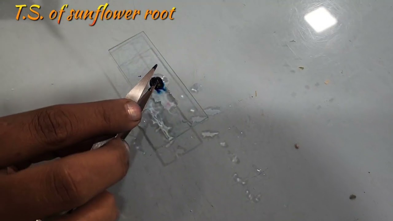 T.S. of sunflower root 💛 ✨️ 