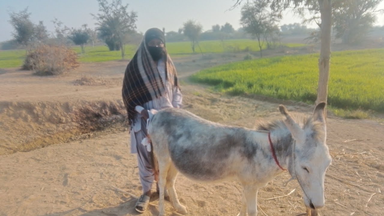 New funny 🤣🤣 donkey #usa #funny #animals #cutedonkeys #comedy #english #cute #love #donkeyfun