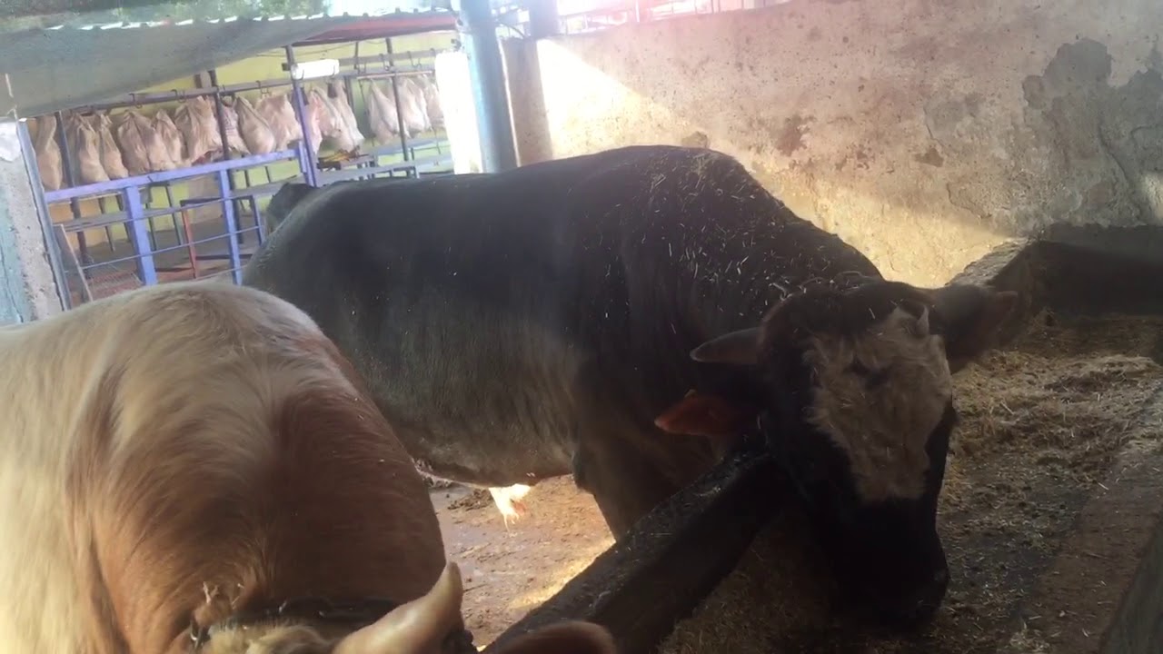 evran besi çiftliği