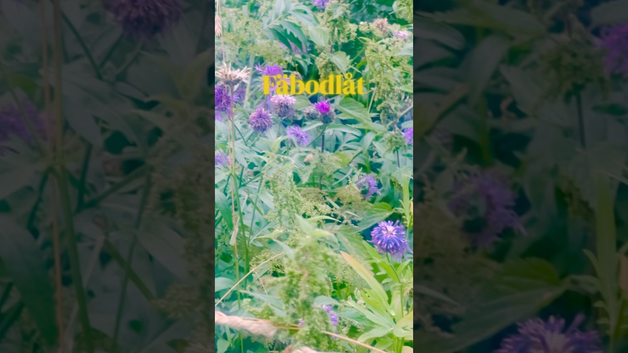 F&Auml;BODL&Aring;T fr&aring;n &Auml;LVDALEN 🐑 #folkmusik  #fl&ouml;jt #offerdalspipa #&auml;lvdalen #f&auml;bod