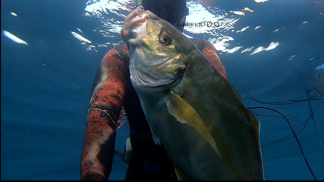 GRANDES JURELES, PESCA SUBMARINA