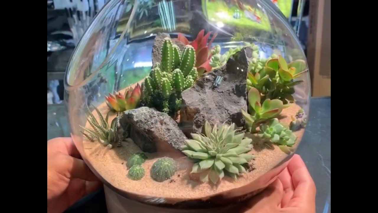 Cactus terrarium set up