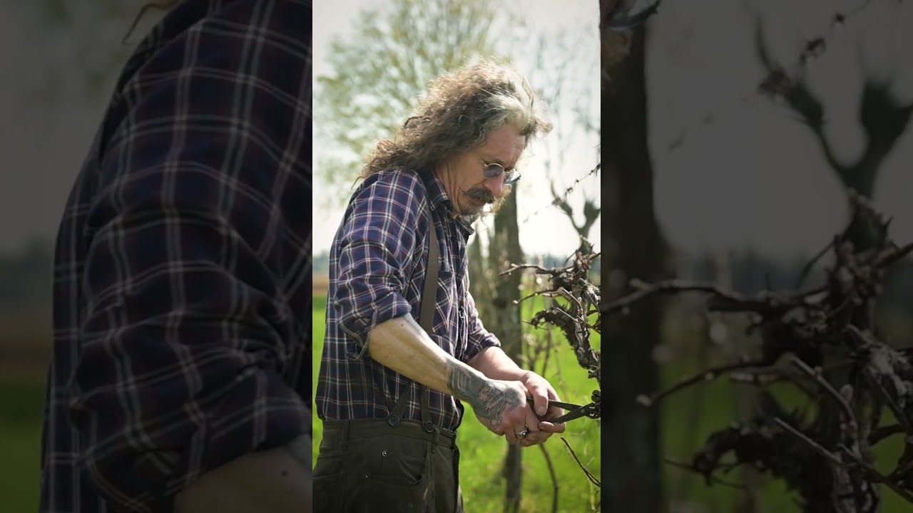 La vigna del nonno - EP 2 #vigna #vino #michelemassaro #artigianato #agricoltura #vigneto