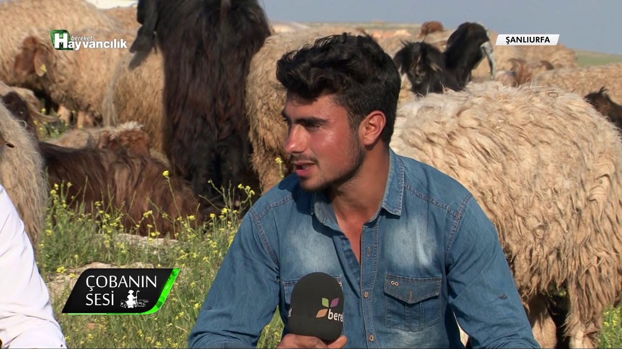 Çobanın Sesi - İvesi Irkı Koyun Yetiştiriciliği / Şanlıurfa