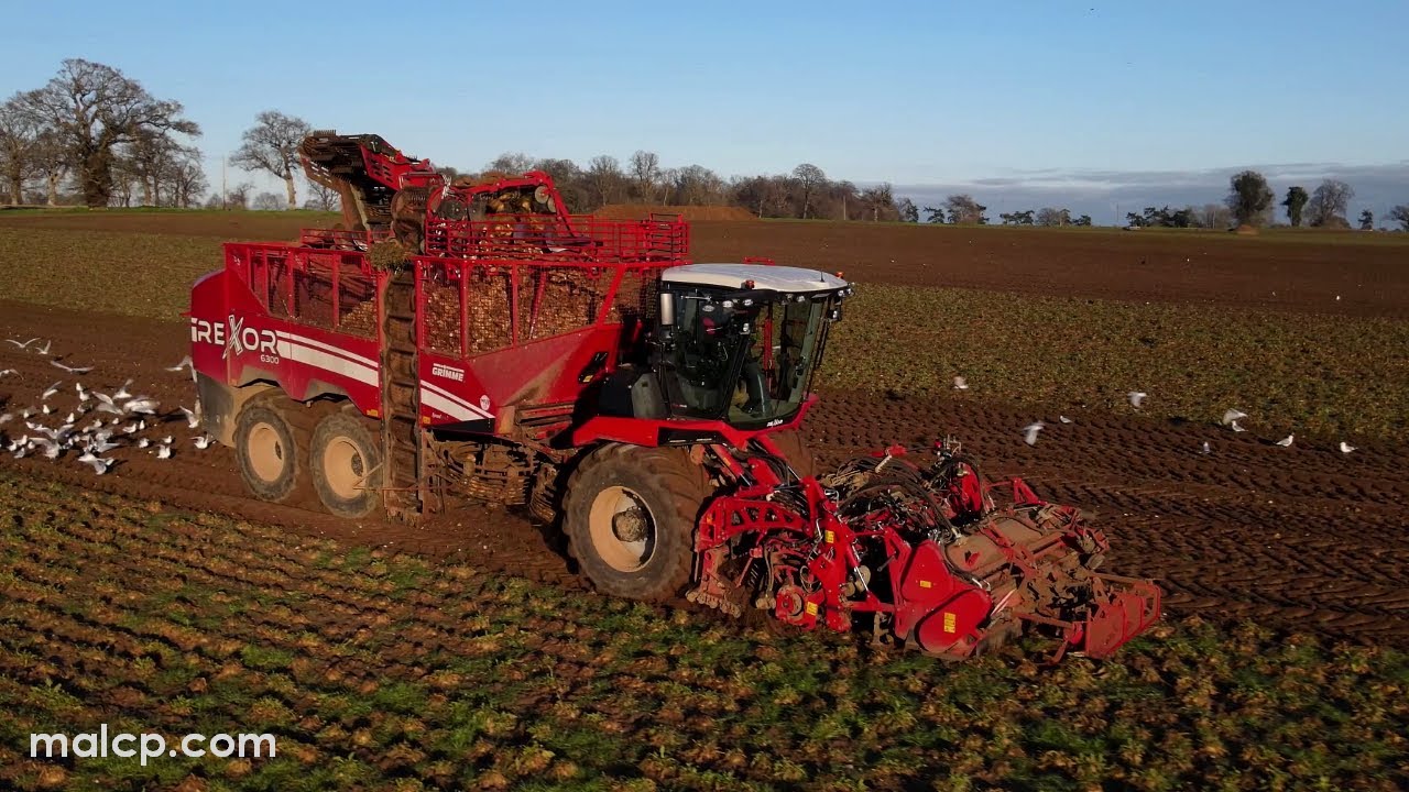 Harvest 2023: A Grimme Rexor 6300 sugar beet harvester at work near Little Glemham, Suffolk.