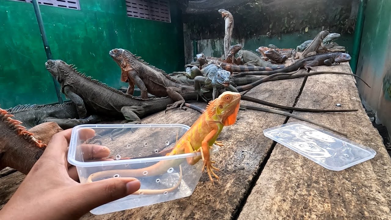 UNBOXING SUPER RED ALBINO IGUANA! WARNANYA KAYA EDITAN!