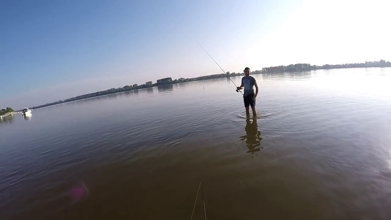 Asp on Rapala Flat Rap 80mm, Danube river - Varaličenje Bucova na Dunavu, Rapala Flat Rap 80mm