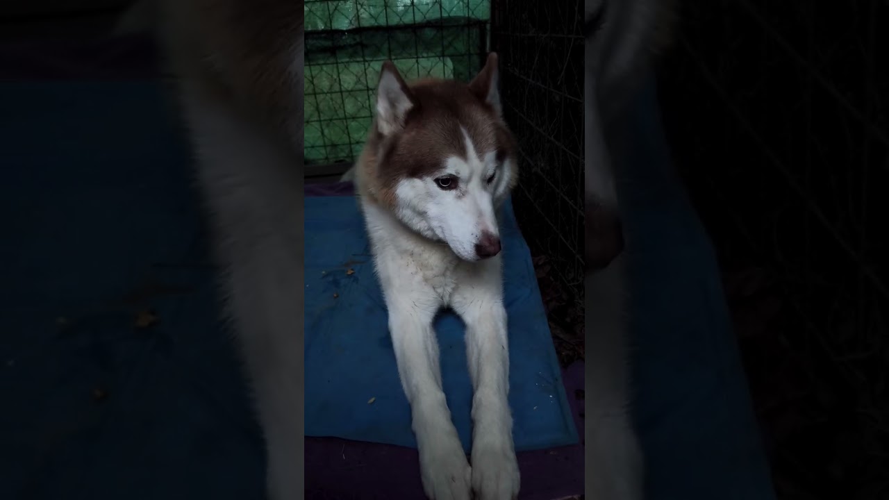 11. februára 2026 - Ranné lúčenie s labkáčom Hachikom 👋🐶👩