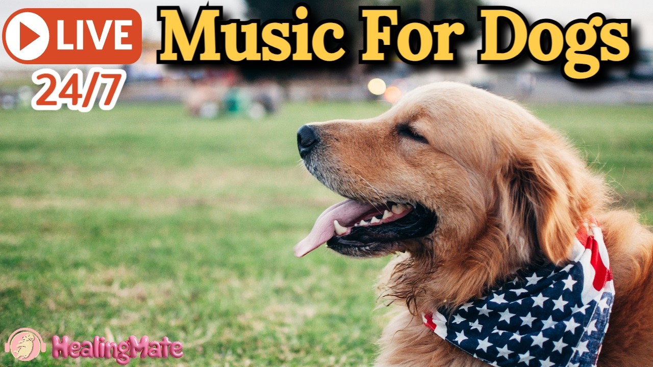🔴24/7 Dog Music🎵🐶Soothing Music for Dog Anti-Anxiety🐶💖Music to Ease Separation Anxiety💖19