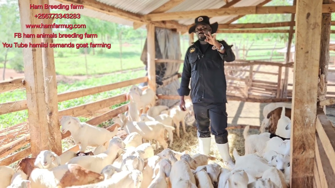 How to treat cough and sudden Death in goat kids (possible cause of sudden death and cough )