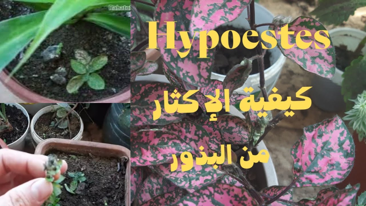كيفية إكثار نبات hypoestes phyllostachya من البذور💯|polka dot propagation