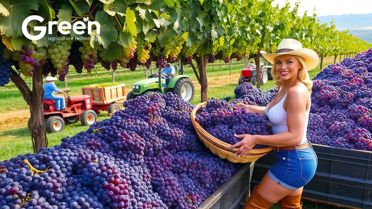 Grape Farming - Grape Harvesting & Wine Making Process in Factory 🍇 | Agriculture Technology