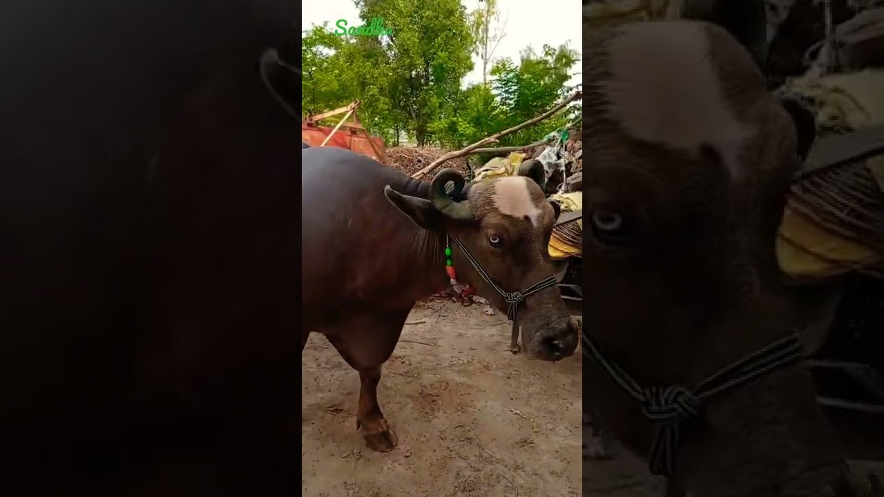 brown #Nili ravi buffalo in punjab #dairyfarming  subscribe channel