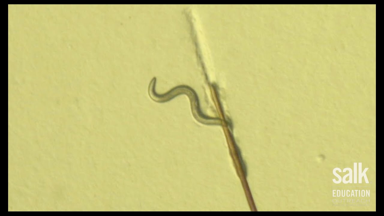 Food for Worms | Salk Institute Research