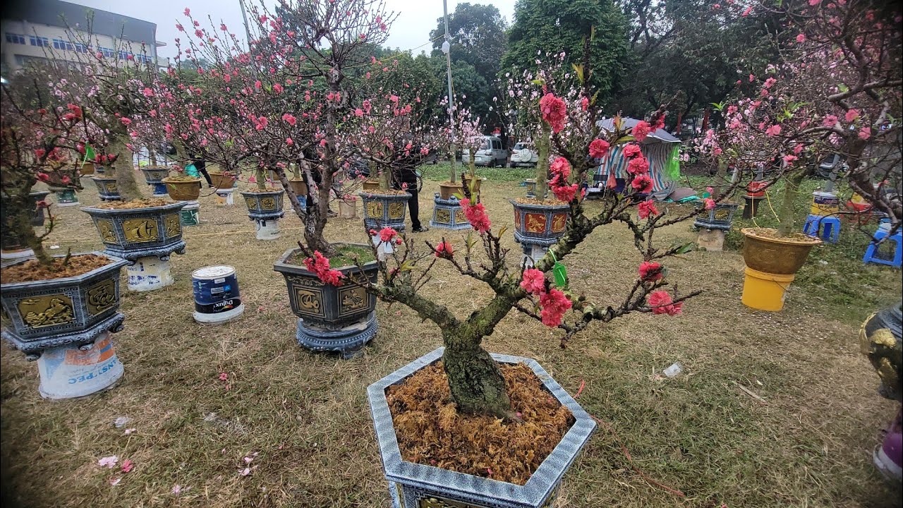  Chọn đào chơi tết  - Đào Nhật Tân