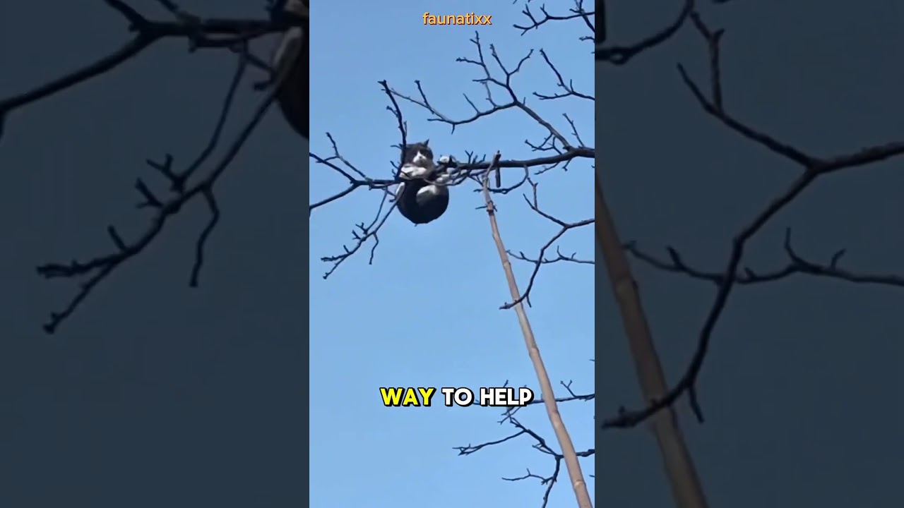 The rescue efforts of a cat stuck in a tree by local residents were dramatic