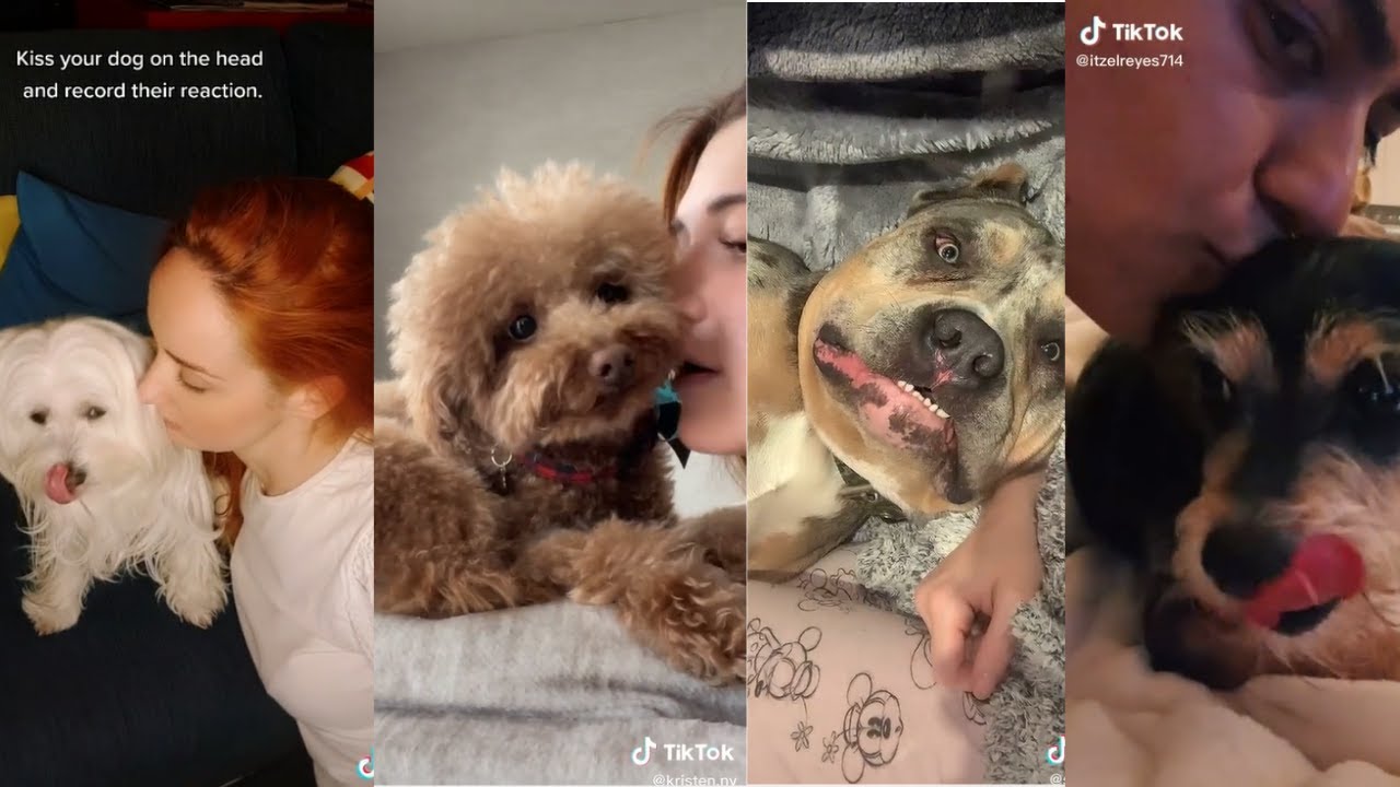 kiss your dog in the head and record their reaction 