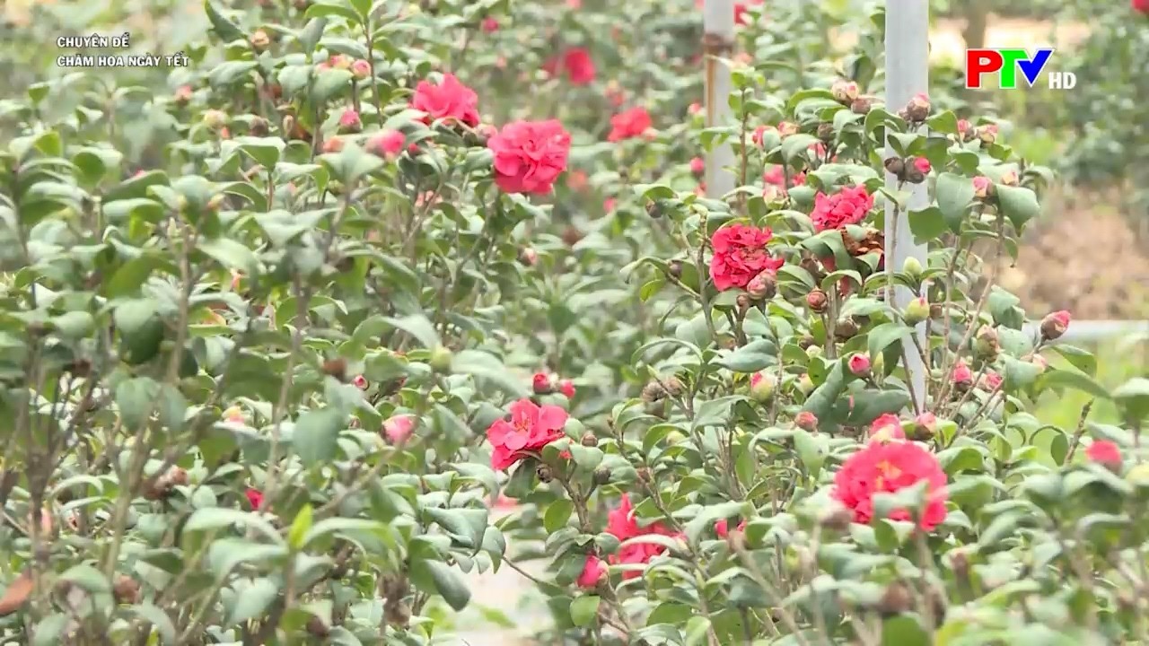 Cách chăm sóc hoa nở đúng dịp Tết