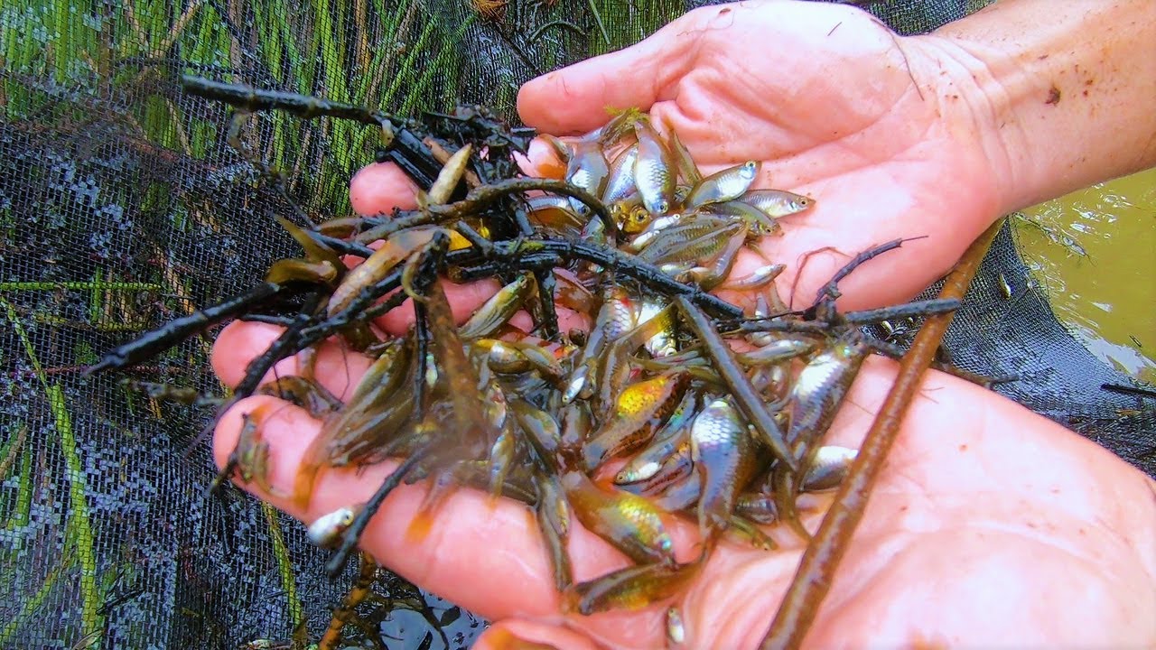 NUNCA PEGUEI TANTOS PEIXES ORNAMENTAIS DE UMA SÓ VEZ - PESCA COM SOMBRITE