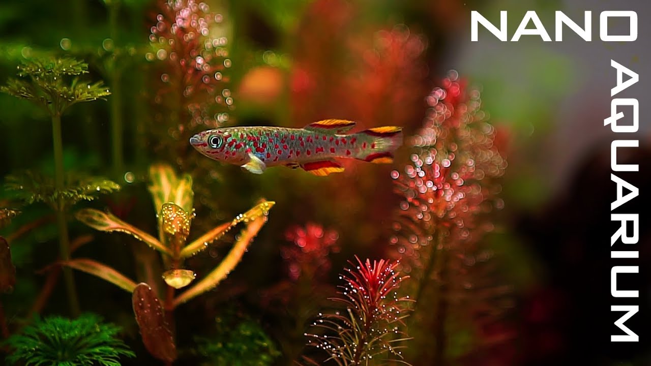 Новый NANO AQUARIUM для KILLIFISH