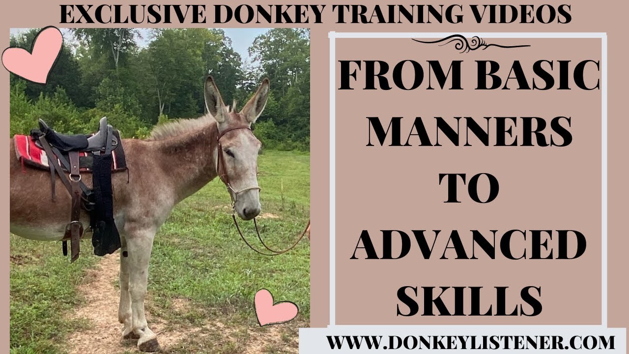 Saddle donkey training, Trailer loading and MORE! Donkey Training Videos! From basic to advanced.