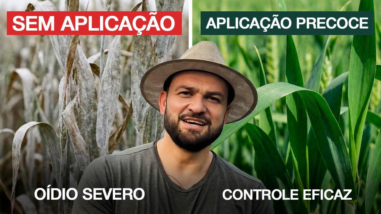 Como Resolver Oídio no Trigo do Jeito Certo!