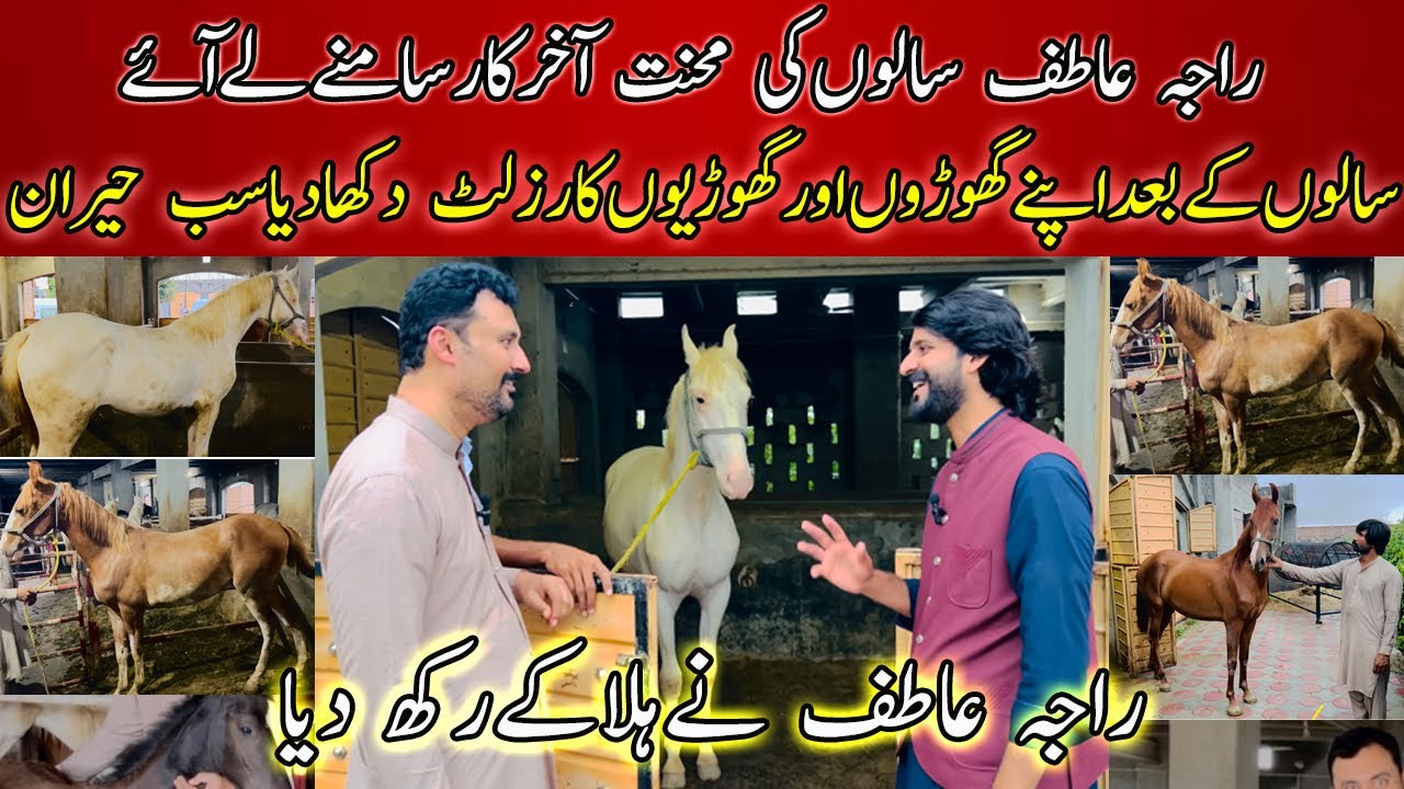 Raja Atif's horse breed Revealed by equestrian influencer Ihsan Iqbal Pakistan