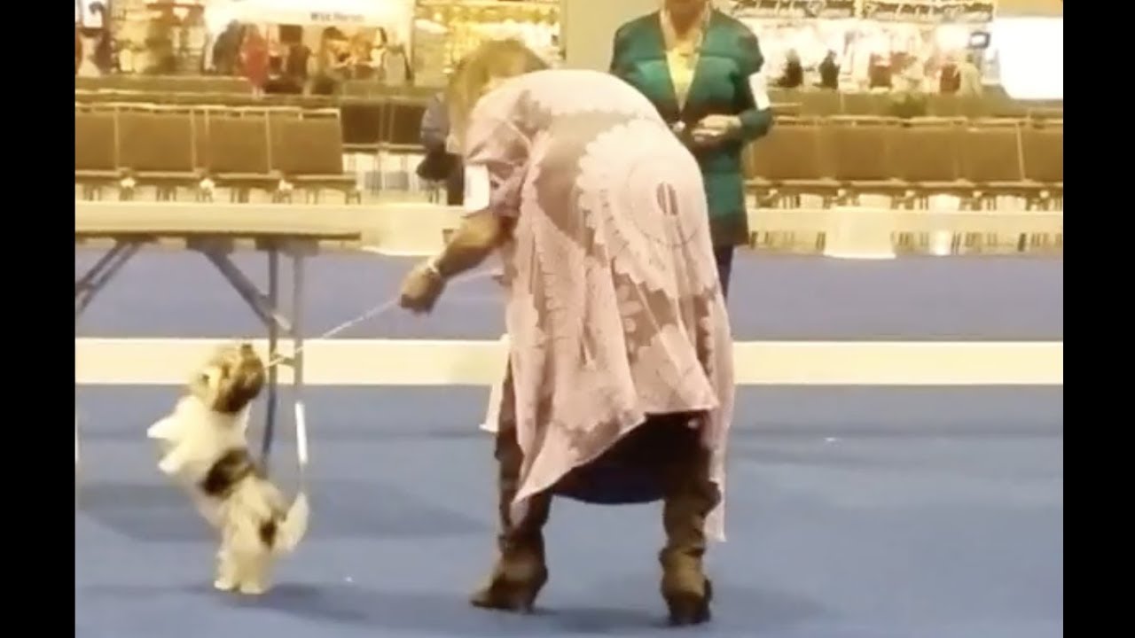 Biewer Terrier 2018 AKC FSS Orlando BTCA