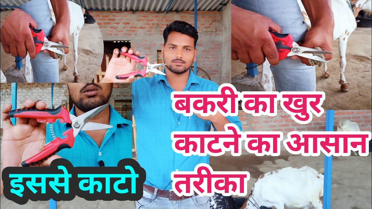 बकरी का नाखून काटने का आसन तरीका || bakri ka khur katne ka trika ||