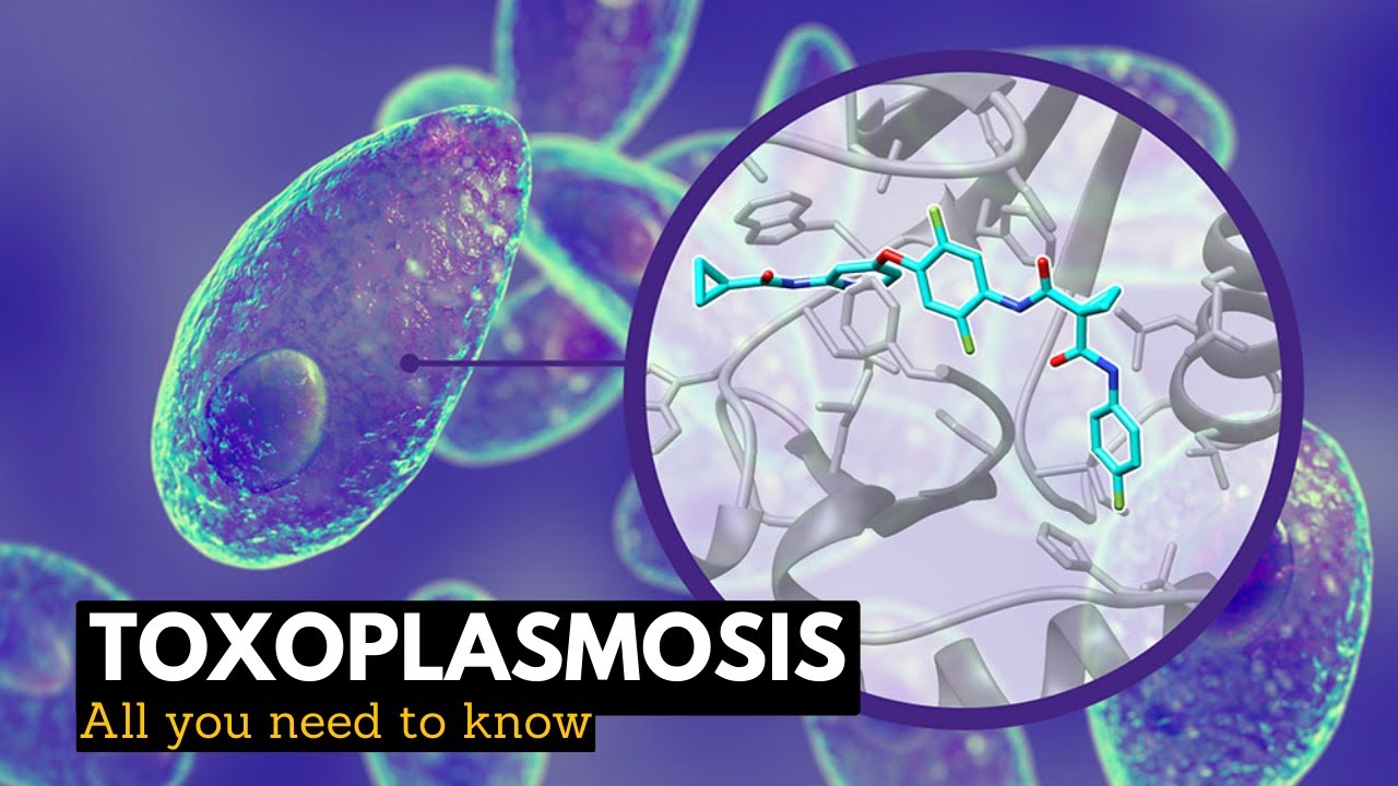 Toxoplasmosis: What You Need To Know